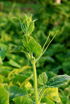 家长们请不要忽视孩子的这些“成长烦恼”!