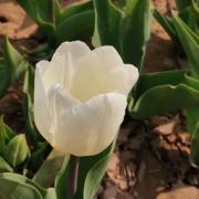 初三数学辅导案例